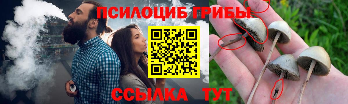Псилоцибиновые грибы Psilocybine cubensis Глазов